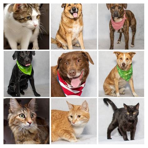 All Adoptable Animals .